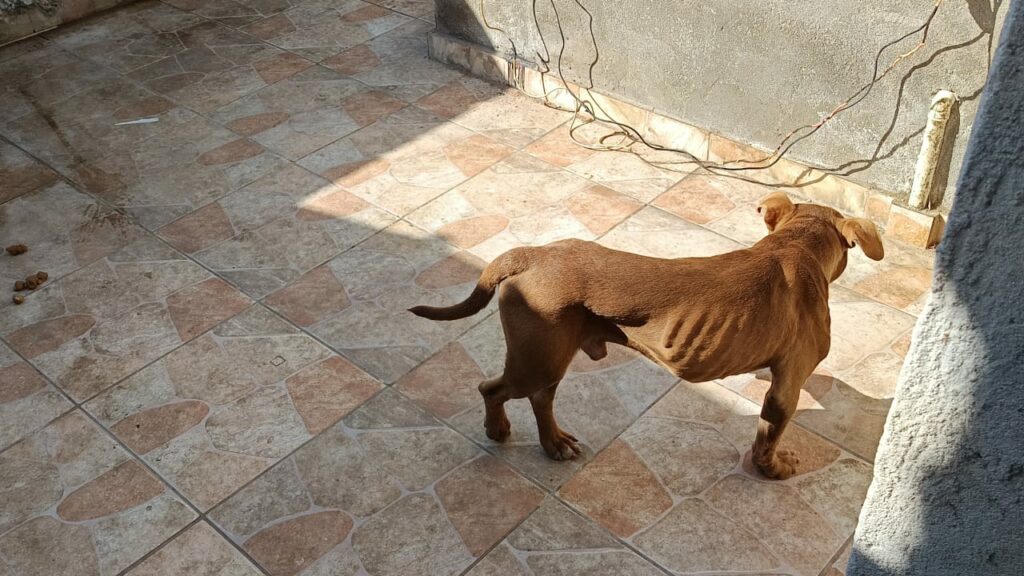 cão resgatado taubaté