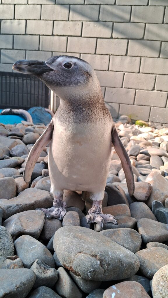 pinguins litoral norte sp