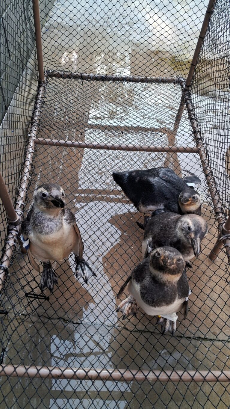 pinguins litoral norte sp