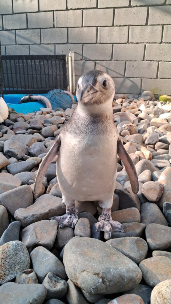 pinguins litoral norte sp