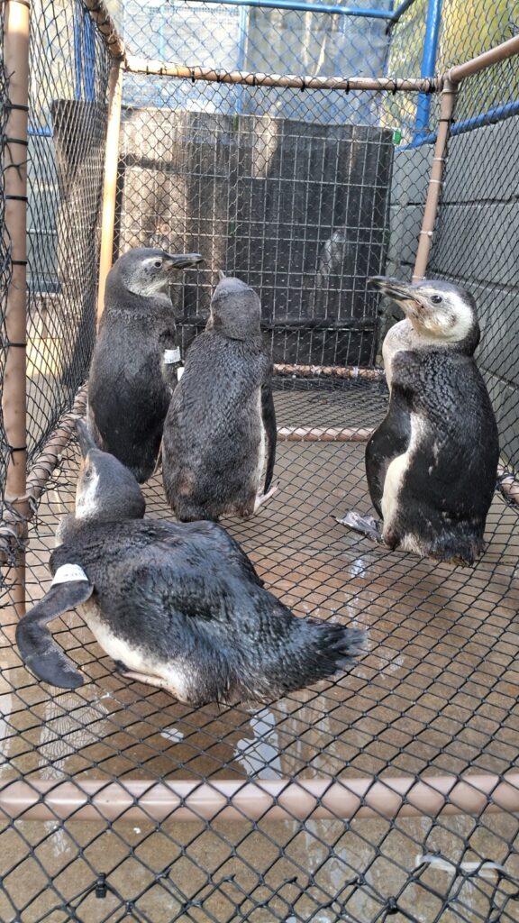 pinguins litoral norte sp