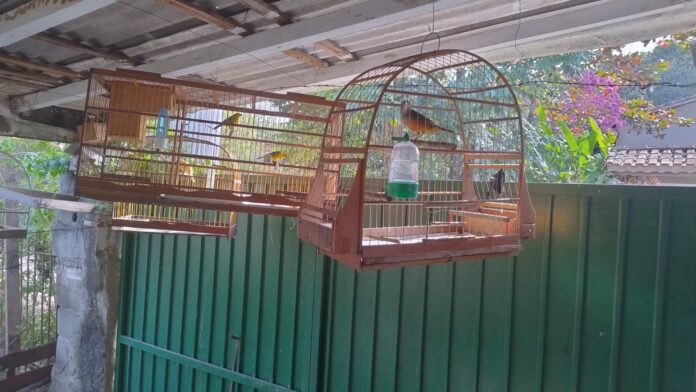 aves silvestres nativas sjc aves silvestres nativas sjc