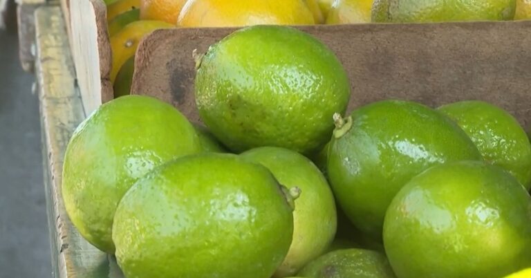 Nutricionista indica alimentos que ajudam a melhorar a imunidade