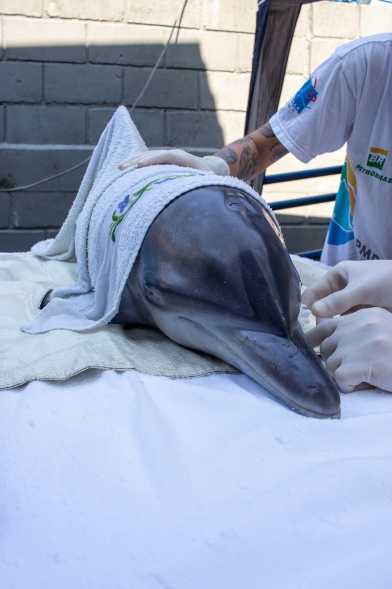 golfinho resgatado ubatuba