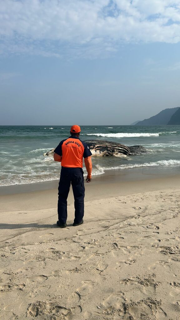 carcaça de baleia-jubarte são sebastião