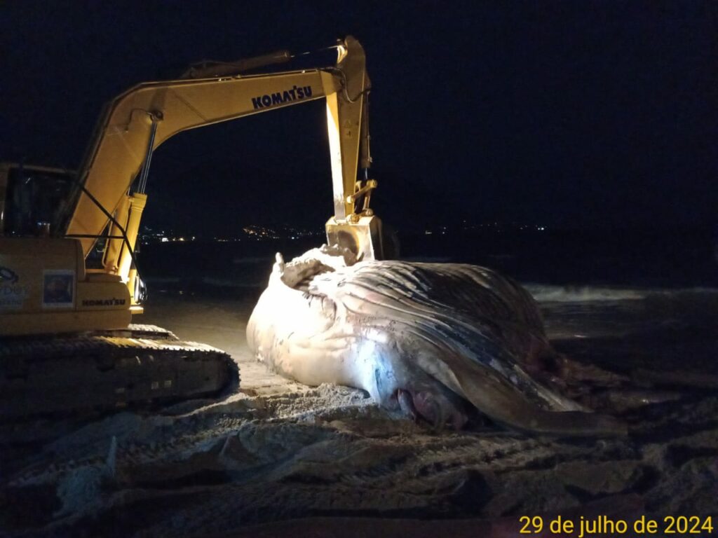 carcaça de baleia-jubarte são sebastião