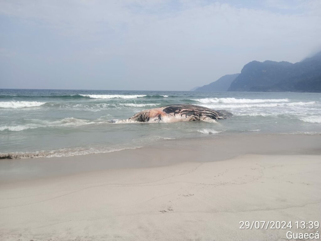 carcaça de baleia-jubarte são sebastião