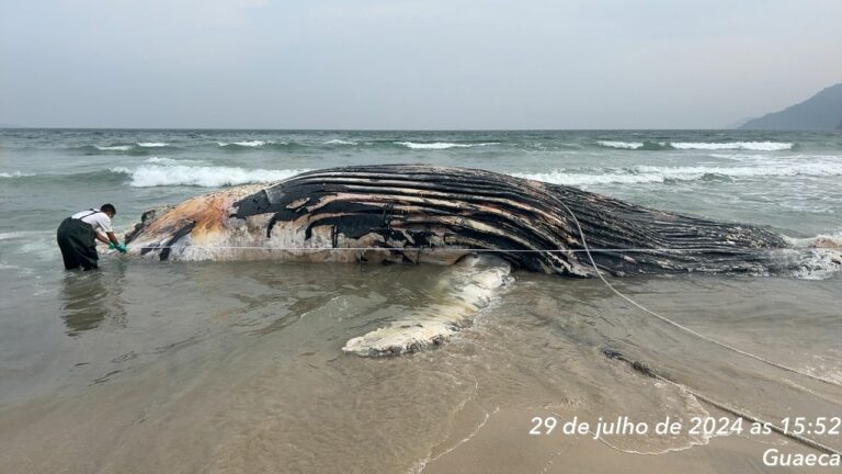 carcaça de baleia-jubarte são sebastião