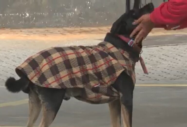 Conheça a história do cão frentista adotado por posto em São José