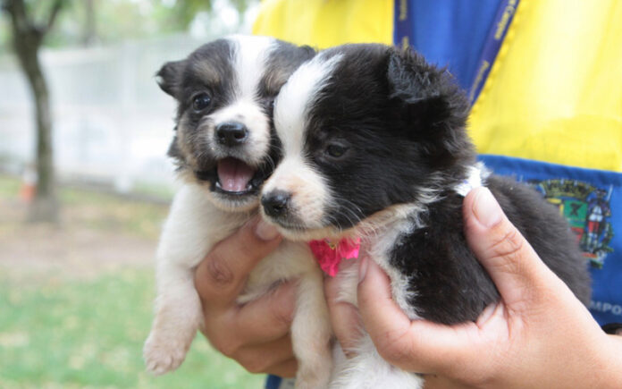 castração de cães em sjc
