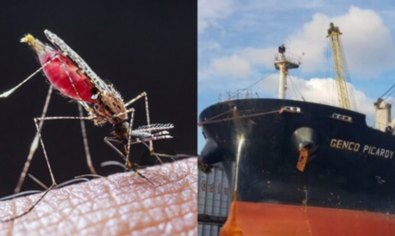 Navios com tripulantes diagnosticados com malária são liberados para atracar no Porto de Santos