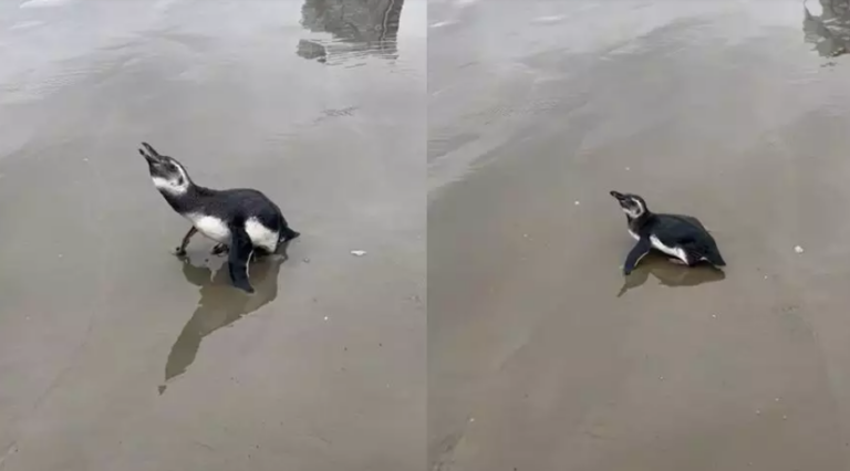 Pinguim não consegue ultrapassar ressaca e é encontrado em faixa de areia de praia de Santos; VÍDEO