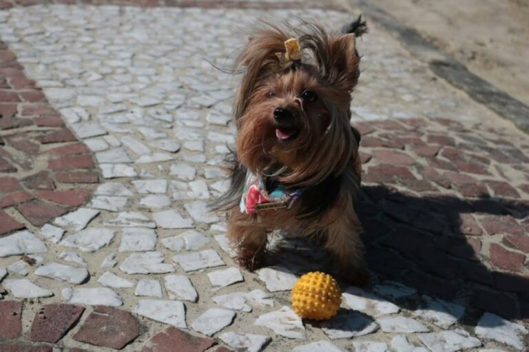 Santos sanciona lei que proíbe lavar calçadas com produtos tóxicos a animais; Entenda