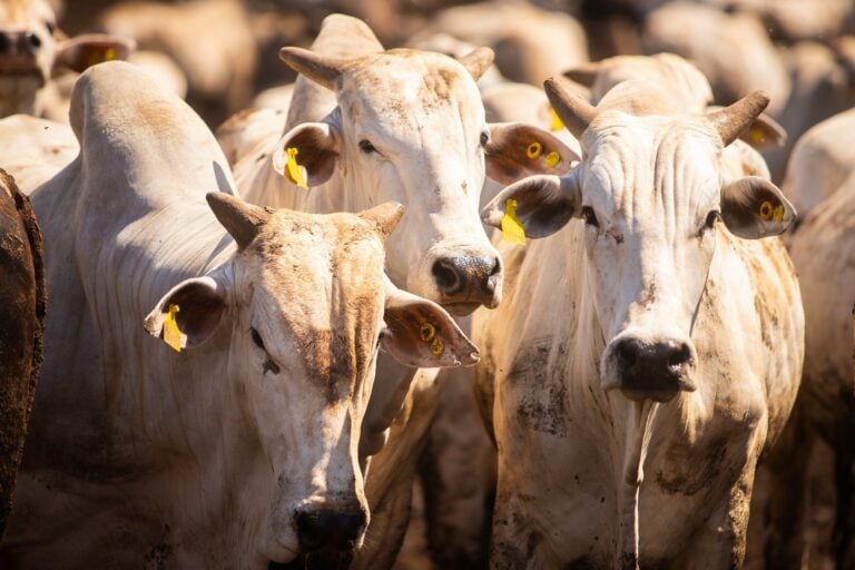 Prefeitura de Pinda desmente caso da doença da "Vaca Louca" na cidade