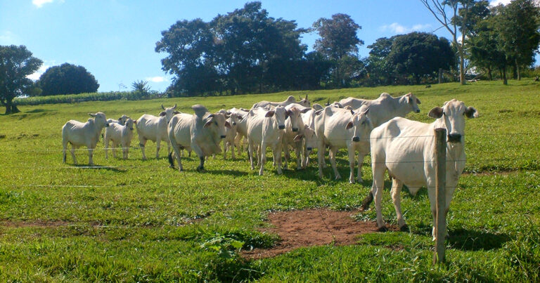 Altas temperaturas afetam o organismo de bovinos e diminuem a produção no campo