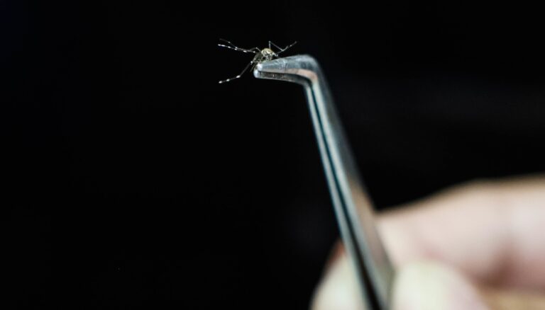 Crédito: Rogério Capela