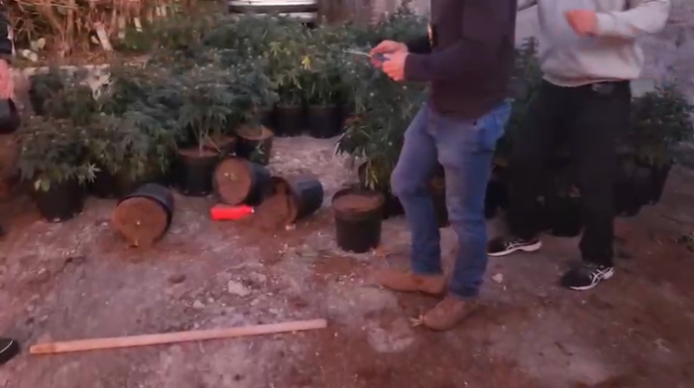 Polícia Civil apreende quase 500 pés de maconha em chácara na zona rural de Jacareí