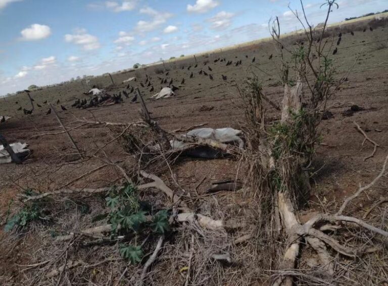 Falta de alimento causa a morte de 17 bovinos em propriedade rural de Guararapes