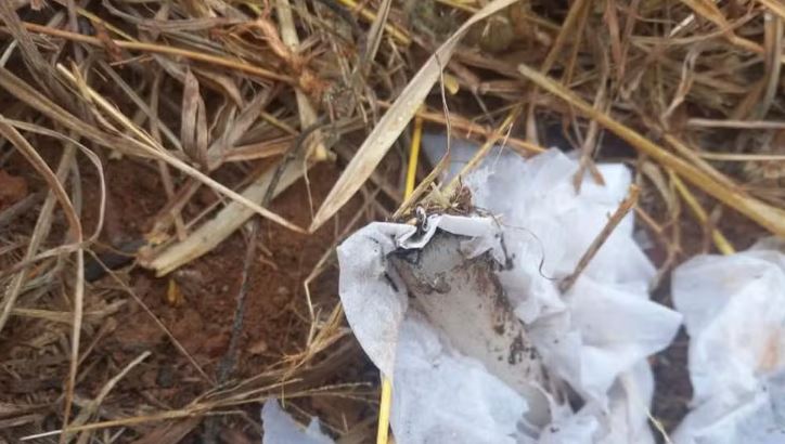 Bombeiros evitam incêndio em canavial em Brejo Alegre