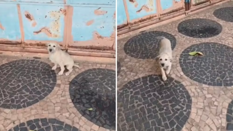 Câmera de segurança flagra casal abandonando cachorro em Guararapes