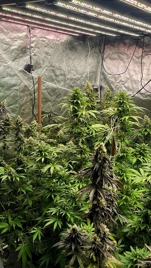 sementes de maconha na internet sjc