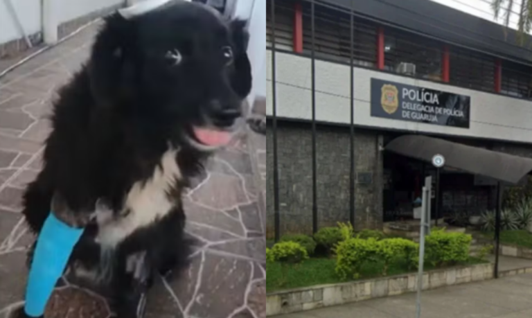 Homem atira em cachorro após discussão com tutor em Guarujá