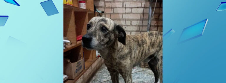 “Justiça por Tigrinho”: cachorro morto a facadas em Limeira gera revolta nas redes sociais