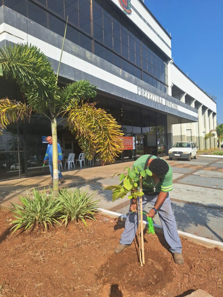 Meio Ambiente da PMNO alerta para obrigatoriedade de retirada de ‘tocos’ e replantio de árvores por proprietários de imóveis