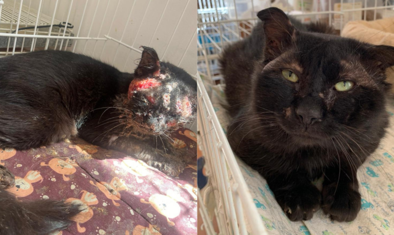 Final feliz! Gato Café fica curado da esporotricose e ganha novo lar