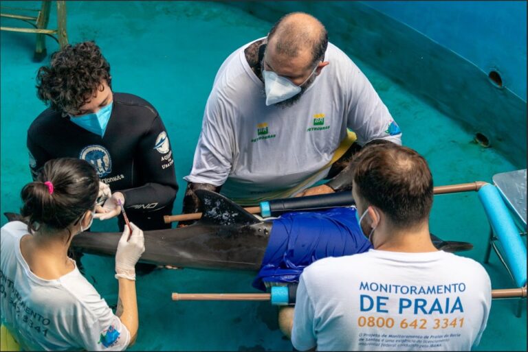 Golfinho morre após uma semana do resgate no Litoral Norte