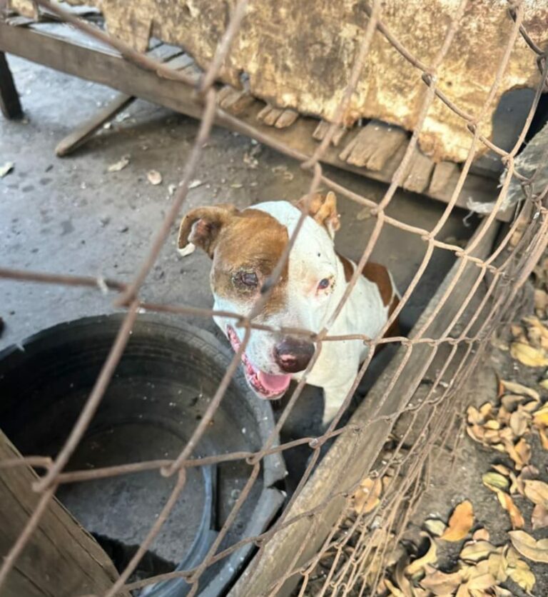 Não foi a primeira vez! Polícia civil prende homem por maus tratos a seis cachorros