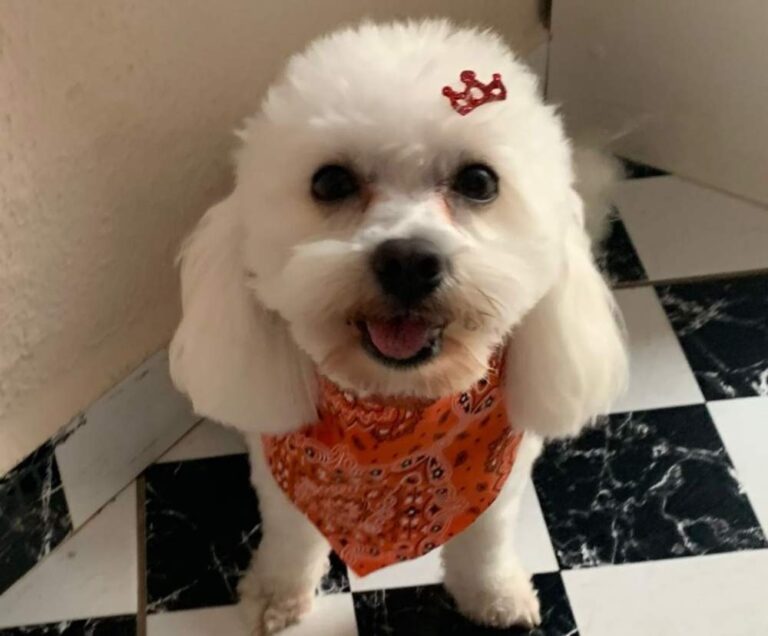 Polícia Civil investiga caso de maus-tratos em pet shop de Braúna