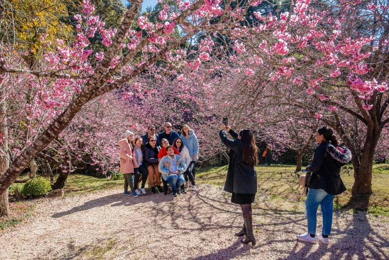 festa da cerejeira campos do jordão