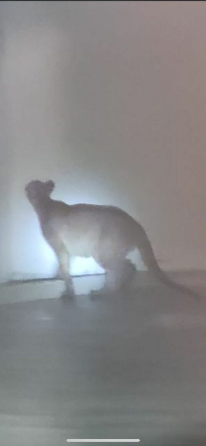 Fato inusitado aconteceu em um condomínio no bairro Cascata Fato inusitado aconteceu em um condomínio no bairro Cascata