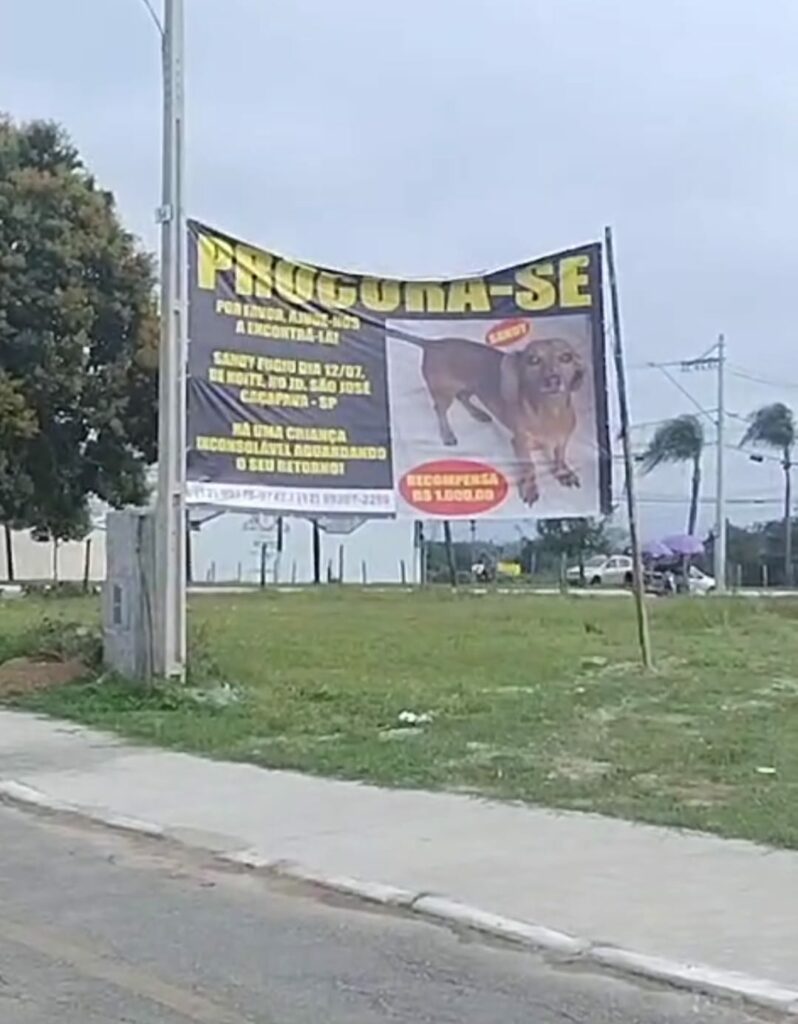 Família de Caçapava procura cachorrinha Sandy desaparecida há um mês