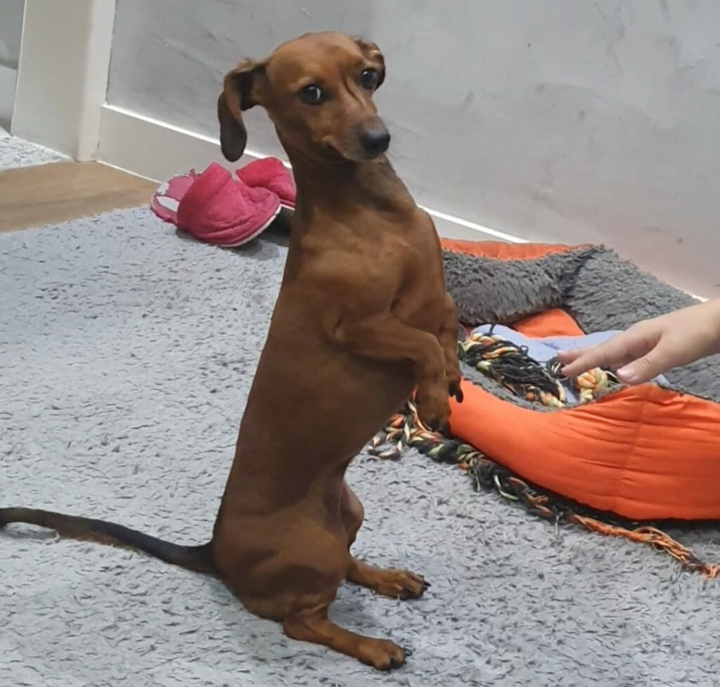 Família de Caçapava procura cachorrinha Sandy desaparecida há um mês