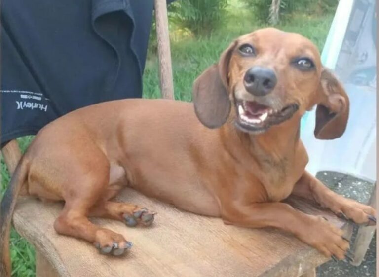 Família de Caçapava procura cachorrinha Sandy desaparecida há um mês