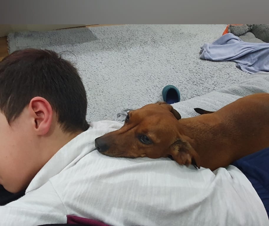 Família de Caçapava procura cachorrinha Sandy desaparecida há um mês