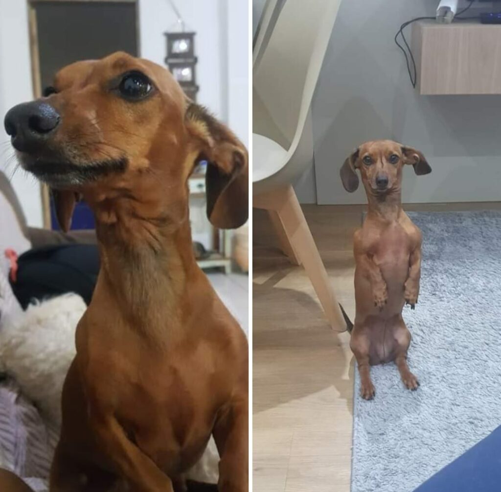 Família de Caçapava procura cachorrinha Sandy desaparecida há um mês