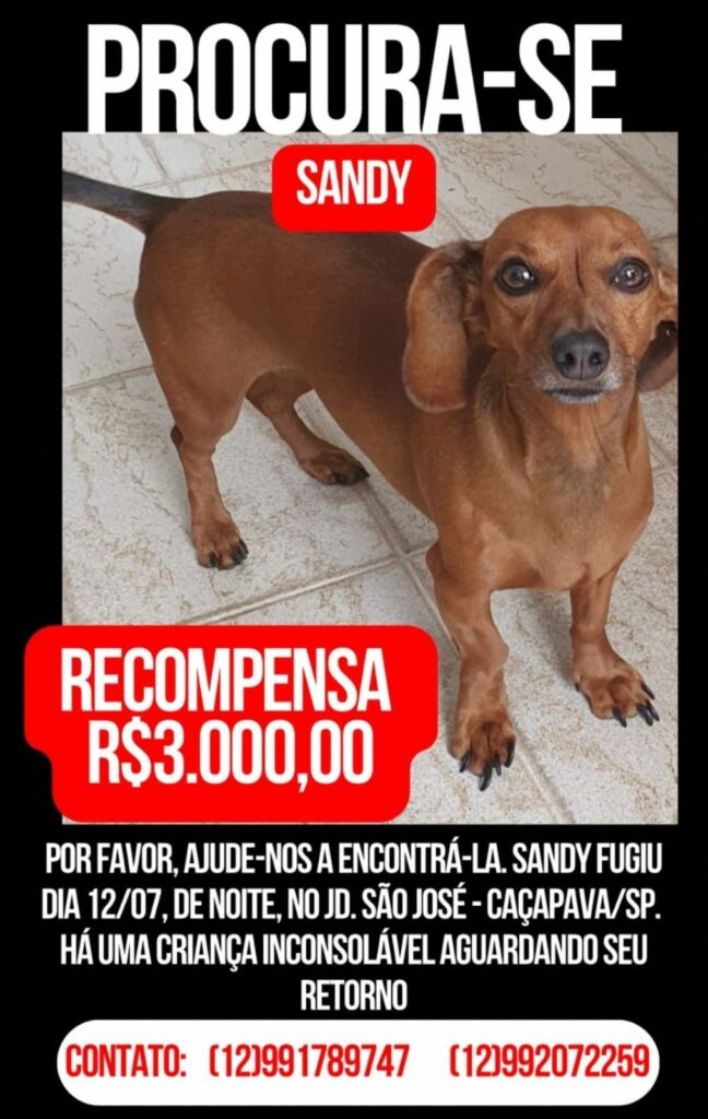 Família de Caçapava procura cachorrinha Sandy desaparecida há um mês