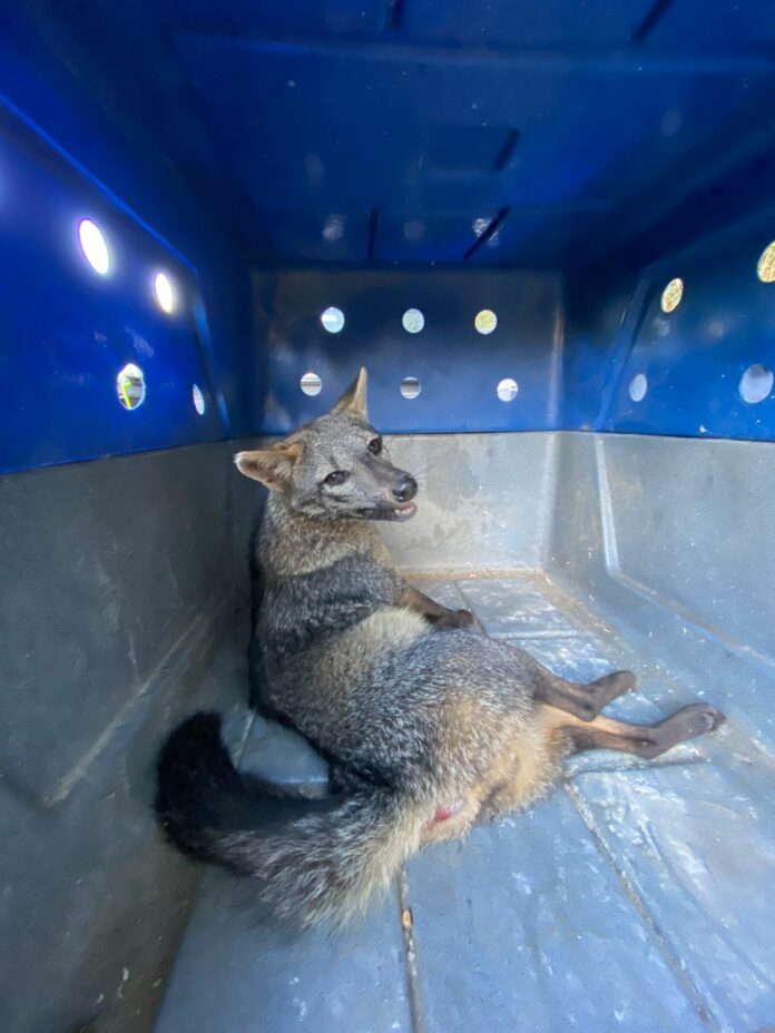 cachorro-do-mato são luiz do paraitinga