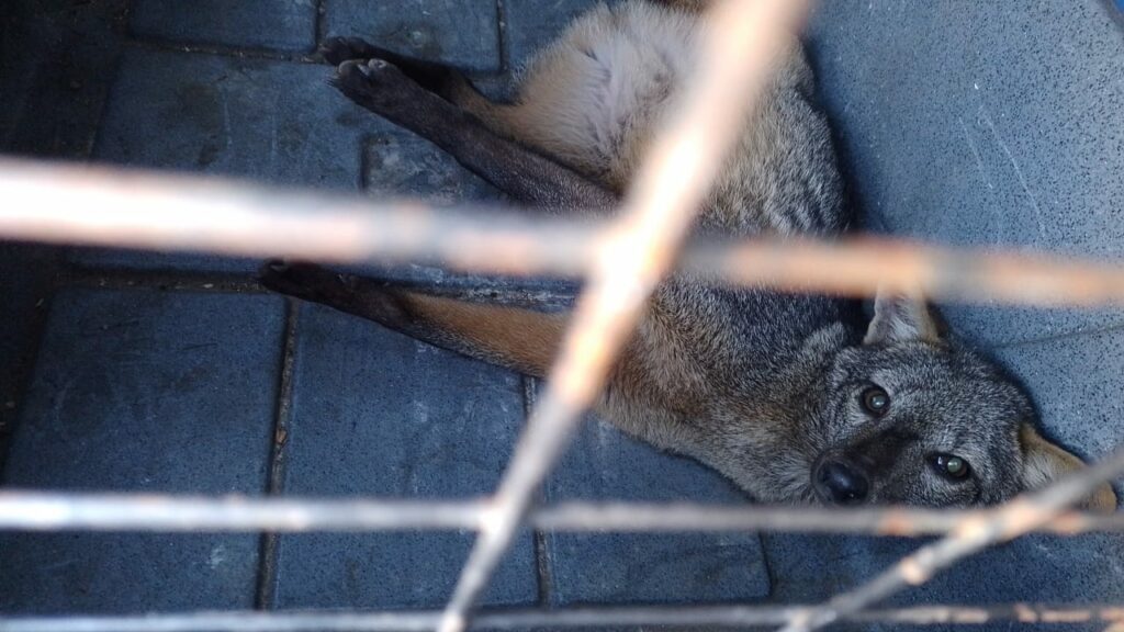 cachorro-do-mato são luiz do paraitinga