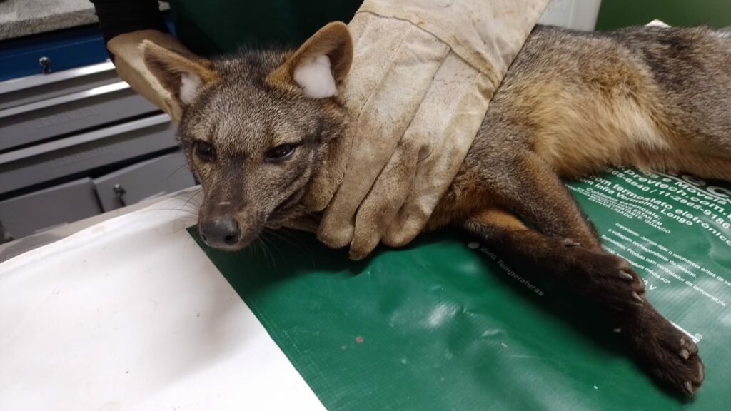 cachorro-do-mato são luiz do paraitinga