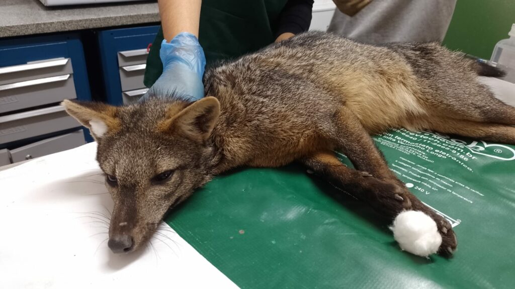 cachorro-do-mato são luiz do paraitinga