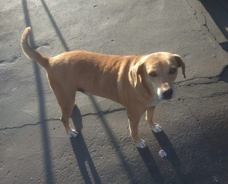 Em Guariba, cachorro aguarda há mais de cinco anos em hospital por dona falecida