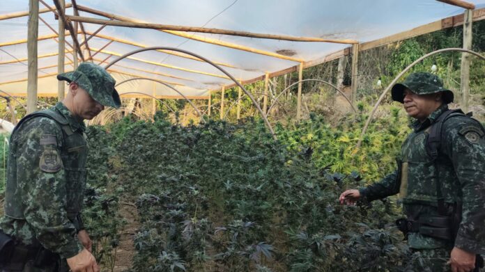 Polícia encontra estufa com mais de 28 mil pés de maconha em Jacareí
