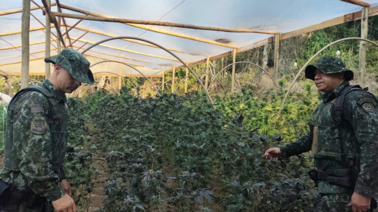 Polícia encontra estufa com mais de 28 mil pés de maconha em Jacareí