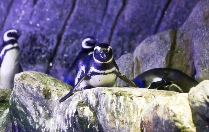 Pinguins do Aquário de Ubatuba estrelam em filme de Hollywood