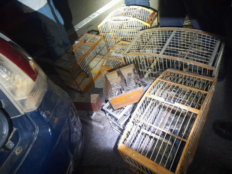 Homem é detido com 30 pássaros ilegais
