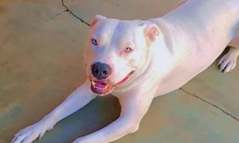 Cão que estava desaparecido é encontrado morto com ferimentos em canavial da região; família não descarta ação criminosa
